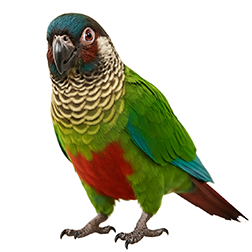 Painted Parakeet